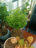 八芽 小葉赤楠盆景擺件室內(nèi)綠植花卉盆栽老樁客廳辦公室桌面好養(yǎng)植物 （【熱銷款】舍得紫砂盆赤楠+苔蘚+底座） 曬單實(shí)拍圖