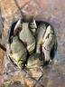 方便魚(yú)餌料牙膏餌粘膠餌擠壓式鯽魚(yú)鯉魚(yú)草魚(yú)搓餌釣魚(yú)垂釣釣餌 1瓶（腥香） 曬單實(shí)拍圖