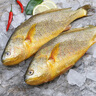 東上御品 國(guó)產(chǎn) 新鮮冷凍深海整條大黃花魚凈重800g-900g/條*2條-源頭直發(fā) 曬單實(shí)拍圖