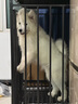 力狼（LILANG）狗糧幼犬糧 博美泰迪柯基金毛邊牧全犬種中小型犬通用型狗糧 【鮮肉羊奶】幼犬專研糧2kg4斤 曬單實拍圖