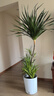 植男植女龍血樹(shù)千年木大型客廳室內植物辦公室龍須樹(shù)老樁盆栽好養源頭直發(fā) 曬單實(shí)拍圖