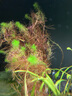 瘋狂水草魚缸造景水草植物直接入缸種植環(huán)綠羽毛紅松尾狐尾草源頭直發(fā)包郵 曬單實(shí)拍圖
