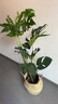 愛優(yōu)尚龜背竹觀葉植物室內(nèi)客廳辦公室綠植大盆栽凈化空氣吸甲醛源頭直發(fā) 曬單實拍圖