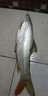 釣魚(yú)小藥夏季通殺強效誘魚(yú)餌添加劑野釣黑坑通殺添加劑高濃縮小藥 一瓶 曬單實(shí)拍圖