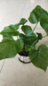 龍鱗春羽水培植物天堂鳥(niǎo)客廳綠蘿盆栽花卉富貴竹龜背竹好養的綠植 精品春羽20-25cm【3棵】送營(yíng)養液 曬單實(shí)拍圖