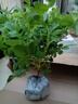 食用玫瑰花苗大馬士革玫瑰平陰玫瑰月季花苗四季開(kāi)花濃香盆載植物 食用玫瑰5年苗好成活開(kāi)花多 不含盆 曬單實(shí)拍圖