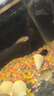 彩虹雷龍魚(yú)爆星月珍珠冷水魚(yú)兇猛魚(yú)苗雷龍淡水活體紅月珍珠魚(yú) 紅月珍珠雷龍魚(yú)1條6-8厘米+飼料 曬單實(shí)拍圖