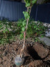 爾瀾當年結果自然無(wú)核葡萄樹(shù)苗耐寒熱露天庭院陽(yáng)臺種植葡萄苗源頭直發(fā) 曬單實(shí)拍圖
