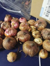 左家花園 5個(gè)進(jìn)口劍蘭種球 現(xiàn)貨 唐菖蒲花球 庭院陽(yáng)臺(tái)多年生球根花卉 劍蘭混色 20球8-12cm 周長(zhǎng)9-10cm 曬單實(shí)拍圖