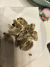 澤信堂 國藥藥材 辛夷花50克 搭中藥材木蘭花木筆花玉蘭花蕾辛夷花泡茶 曬單實(shí)拍圖