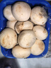 綠食者 新鮮口蘑約500g 食用菌菇 小白菇 口菇 雙孢菇 曬單實(shí)拍圖