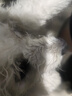 歡寵網(wǎng) 狗狗嘴套寵物狗口罩安全防咬防叫嘴罩嘴罩防狗咬神器狗套防亂吃 黃色鴨嘴套M 曬單實拍圖