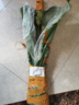 菠蘿蜜樹樹苗嫁接泰國紅肉干苞海南四季榴蓮蜜木菠蘿蜜果樹苗庭院 泰國12號木菠蘿(紅肉)) 三年苗 曬單實拍圖