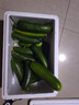 京喜加新鮮無(wú)刺水果小黃瓜小青瓜脆甜荷蘭脆嫩生吃黃瓜蔬菜 泡沫箱裝 4斤 實(shí)惠裝 曬單實(shí)拍圖