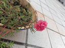 重瓣太陽花苗宿根混色植物綠植花卉盆栽四季開花帶根帶花苞發(fā)貨 重瓣混色8-12色 20枝 帶根帶土 曬單實(shí)拍圖
