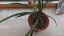 華香園蘭花 紅鳳 寒蘭紅色多瓣奇花珍品 濃香型 室內外盆栽盆景耐陰綠植 紅鳳2苗 裸根發(fā)貨 帶花苞 曬單實(shí)拍圖