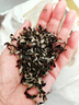 甄選品質(zhì)白背毛木耳絲干貨脆嫩爽口干貨自然晾曬50g火鍋涼拌炒菜 凈重木耳絲500g 曬單實拍圖