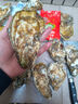鮮海道【活鮮】鮮海道生蠔  乳山牡蠣 新鮮海蠣子生鮮貝類 特大號4XL凈重4斤（10-14只）） 曬單實拍圖