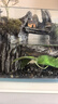 不用打氧中國斗魚活體觀賞魚斗魚活體菩薩魚原生旁皮婆熱帶魚耐養(yǎng) 普叉魚苗4-5厘米6條送飼料 曬單實拍圖