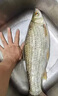 一包搞定鯉魚魚餌河冠鯉魚坑野釣垂釣鯉魚餌料一散見效餌料 3包【河冠鯉1500】 曬單實(shí)拍圖