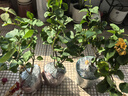 重瓣三角梅苗盆栽地栽花卉老樁室內陽(yáng)臺庭院爬藤植物四季開(kāi)花 中國紅色【花期帶花原盆原土發(fā)貨】 曬單實(shí)拍圖