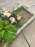 阿拉丁神獸狗繩牽引繩狗狗胸背帶背心式狗鏈遛狗大型犬拉布拉多邊牧金毛小狗 防爆沖胸背帶+牽狗繩【黑色】 M碼【建議18-40斤】 曬單實拍圖