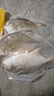 恒興食品 原條金鯧魚2斤 4條裝 BAP認(rèn)證海鮮生鮮深海魚火鍋食材  曬單實(shí)拍圖