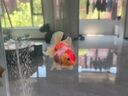錦鯉亞甲基藍爛尾爛身爛鰭白點水霉病觀賞金魚缸消毒殺菌用護理液 一瓶裝 曬單實拍圖