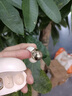 拉拓適配OPPO手機藍牙耳機2025最新款超長續(xù)航藍牙耳機OPPO耳機榜前十半夾式耳機金榜第1藍牙耳機 柔和膚【柏林之聲-頂配骨傳導(dǎo)】 【高配版-沉浸全景音效】 曬單實拍圖