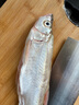 品鮮肴淡水鮮活大翹嘴魚生態(tài)白魚白刁魚新鮮淡水魚小刁子魚翹嘴白魚翹殼 新鮮白魚3條（每條8-9兩） 曬單實拍圖