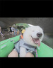 橙央狗狗救生衣寵物救生衣小型犬幼犬安全鯊魚游泳衣狗泳衣游泳衣服 黃色救生衣 S-適合8-14斤寵物 曬單實(shí)拍圖