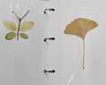 曇蓓漫植物標(biāo)本收集冊(cè)兒童學(xué)生DIY樹(shù)葉干花相冊(cè)創(chuàng)意覆膜粘貼式手工相框 【小號(hào)/A5】尺寸：22*9.5*4cm 【封面太陽(yáng)花】20張/40面 曬單實(shí)拍圖