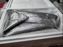新鮮明太魚鮮活冷凍棒棒魚深海無頭狹鱈魚10斤海魚免處理整條商用 5斤裝   (8兩-1斤/條) 去頭去內(nèi)臟 曬單實拍圖