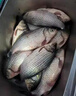 北海盜魚線主線超強(qiáng)拉力進(jìn)口原絲不打卷的子線臺釣魚線正品尼龍線 黑武士紫色主線50米 1.5號 曬單實(shí)拍圖