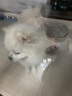 Orijen 渴望狗糧 原味雞肉味 進口 幼犬 通用犬糧2kg 最近效期2026/5 曬單實拍圖