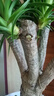 嘆為觀(guān)止大型植物發(fā)財樹(shù)各種大顆盆栽開(kāi)業(yè)喬遷客廳辦公室內好養大型花卉 多頭龍血樹(shù)【1.5-1.7米】 含盆 曬單實(shí)拍圖