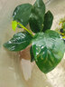 瘋狂水草坨草水草植物直接入缸魚(yú)缸植物7棵魚(yú)缸造景水溶沉木 源頭直發(fā)包郵 曬單實(shí)拍圖