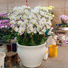 Only you【兩小時(shí)達(dá)】建蘭素心蘭盆栽蘭花苗植物室內(nèi)花卉盆景開業(yè)喬遷 赤金紫砂素心蘭 曬單實(shí)拍圖