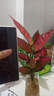 繽賢吉利紅盆栽綠植花卉室內(nèi)客廳辦公吸水盆四季好養(yǎng)美觀紅色植物觀賞 吉利紅【原裝盆】 #22 曬單實(shí)拍圖