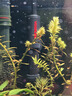 沃韋朗沃韋朗魚缸加熱棒自動恒溫變頻加溫棒烏龜恒溫器迷你加熱器 沃韋朗迷你加溫棒N20W 曬單實拍圖