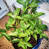 開時果 四季桂花盆栽樹苗濃香型 新中式盆景辦公室內(nèi)綠植物源頭直發(fā)包郵 精品四季桂+原土發(fā)貨（不含盆） 【整高約40-50cm左右】 曬單實拍圖