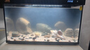 森森金麟超白玻璃魚缸一體缸自循環(huán)客廳小型家用水族箱LE-480B 曬單實拍圖