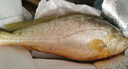 鴻順【冰鮮】黃花魚(yú)4條4斤 生鮮魚(yú)類(lèi) 寧德大黃魚(yú) 地標產(chǎn)品 源頭直發(fā) 曬單實(shí)拍圖
