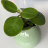 佳沛（zespri）新西蘭  陽光金奇異果巨大果22粒原箱 單果重約144-175g 獼猴桃 曬單實(shí)拍圖