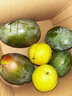 京鮮生 攀枝花凱特芒果 凈重4.5斤 單果600g 水果 源頭直發(fā)【搜生鮮館】 曬單實(shí)拍圖