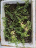 正宗可食用垂盆草種苗四季好養活陽(yáng)臺室內綠植吊籃盆栽 垂盆草1斤可種植可食用 曬單實(shí)拍圖
