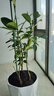 觀(guān)果植物盆栽花卉 樹(shù)苗 盆栽帶果 金華佛手果 香櫞佛手柑盆栽觀(guān)賞 花卉食用觀(guān)賞清供佛把玩 金佛手 3年中苗 曬單實(shí)拍圖