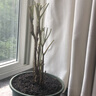 意軒7年壯苗洛陽(yáng)牡丹苗室內花卉綠植盆栽 牡丹花苗牡丹苗當年開(kāi)花多 牡丹苗3個(gè)分叉 曬單實(shí)拍圖