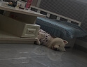 智宙狗狗衣服夏天金毛大型犬戶外夏季防曬衣薩摩耶防掉毛薄款防蟲(chóng)背心 白色小熊背心 彈力大 5XL(胸圍88CM 約75斤內(nèi)寵物） 曬單實(shí)拍圖