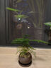 八芽文竹盆栽植物室內(nèi)客廳中式禪意盆景好養(yǎng)綠植辦公室擺件創(chuàng)意花卉 禪意盆文竹-含紫砂托盤 帶盆栽好 曬單實(shí)拍圖